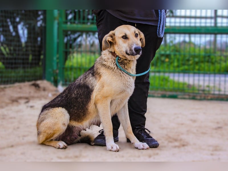 Honey,  Schäferhund-Mix, lieb und sozial
