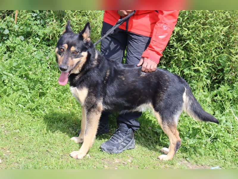 Nana, Mix Schäferhund / Collie, lieb und sozial