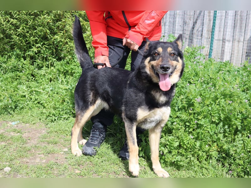Nana, Mix Schäferhund / Collie, lieb und sozial