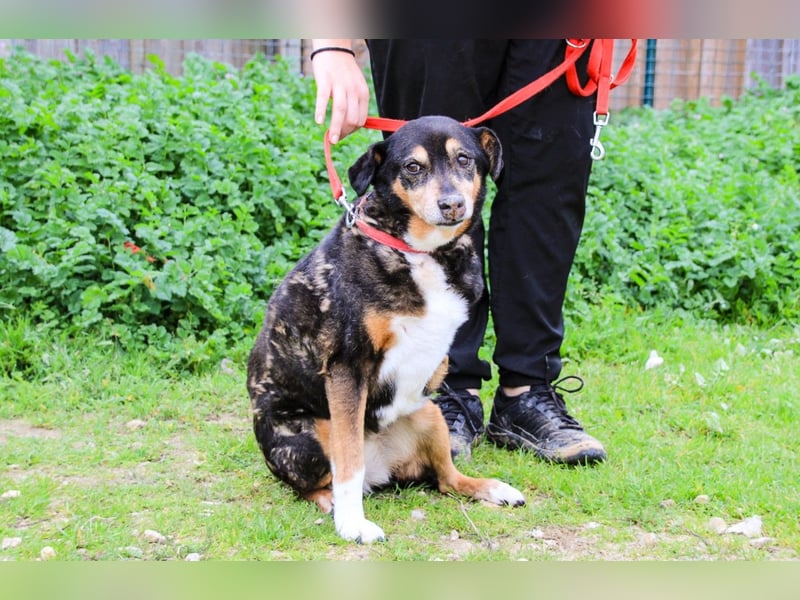 Estrelinha  - Mix Schäferhund / Labrador, lieb und verträglich