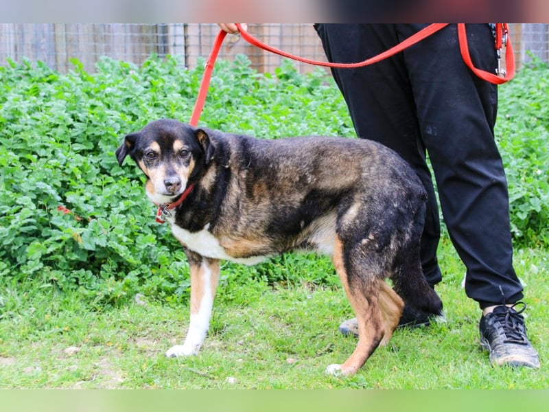 Estrelinha  - Mix Schäferhund / Labrador, lieb und verträglich