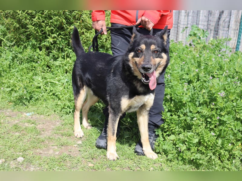 Nana, Mix Schäferhund / Collie, lieb und sozial