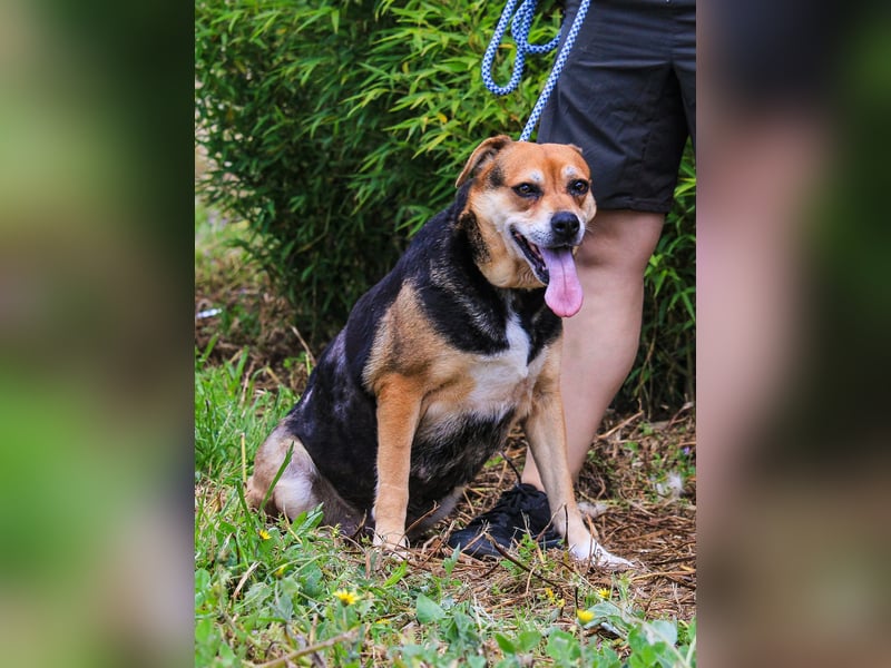 Malika, Schäferhund-Mix, lieb und sozial