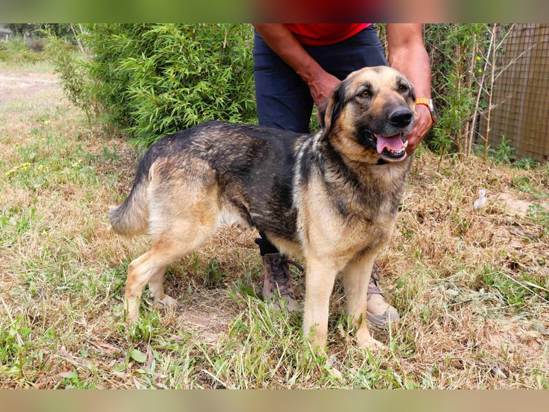 Zita, Schäferhund-Mix, lieb und verträglich  auch mit  Katzen