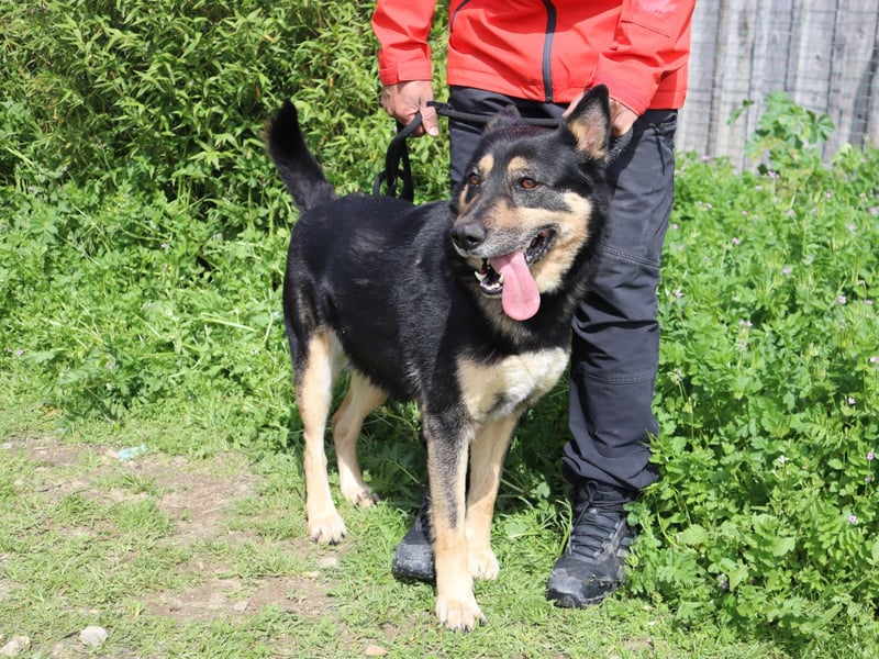 Nana, Mix Schäferhund / Collie, lieb und sozial