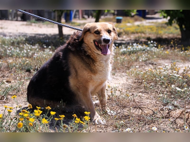 Tieta, Mix Schäferhund / Berner Senne / Collie , lieb und verträglich
