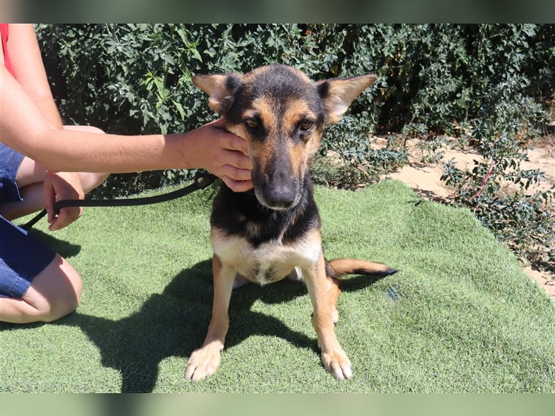 Arielle, Schäferhund-Mix, lieb und verträglich