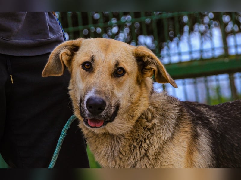 Honey,  Schäferhund-Mix, lieb und sozial