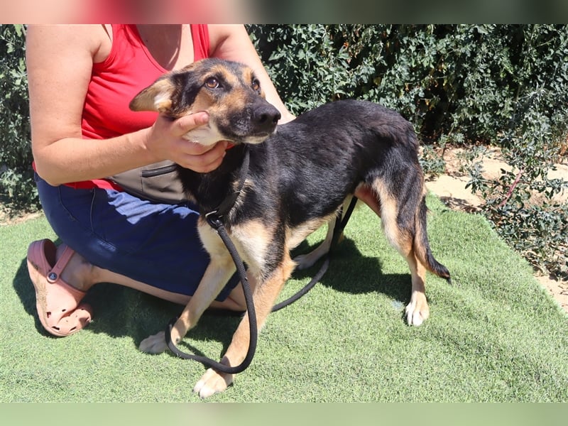 Arielle, Schäferhund-Mix, lieb und verträglich