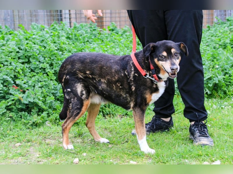 Estrelinha  - Mix Schäferhund / Labrador, lieb und verträglich