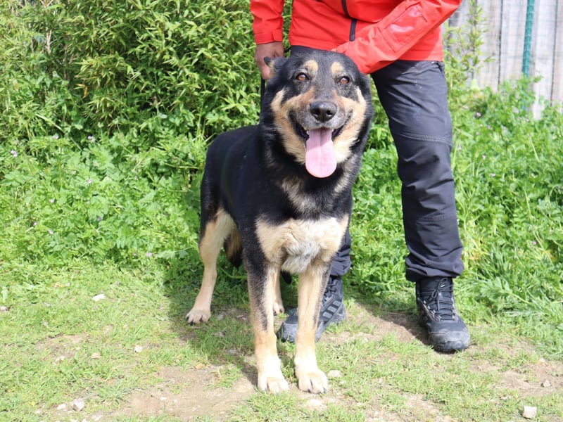 Nana, Mix Schäferhund / Collie, lieb und sozial