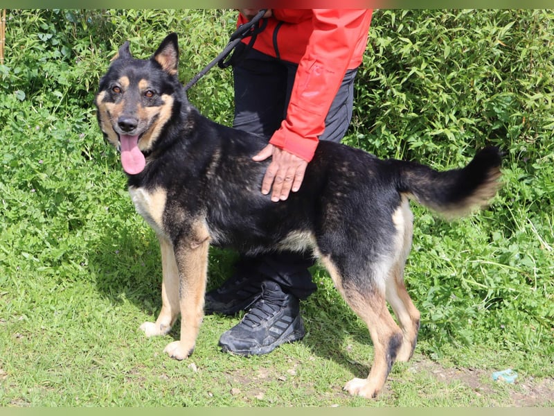 Nana, Mix Schäferhund / Collie, lieb und sozial