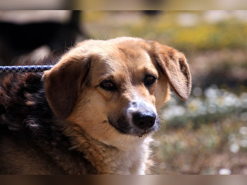 Tieta, Mix Schäferhund / Berner Senne / Collie , lieb und verträglich