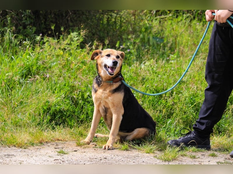 Hazel, Schäferhund-Mix, lieb und sozial