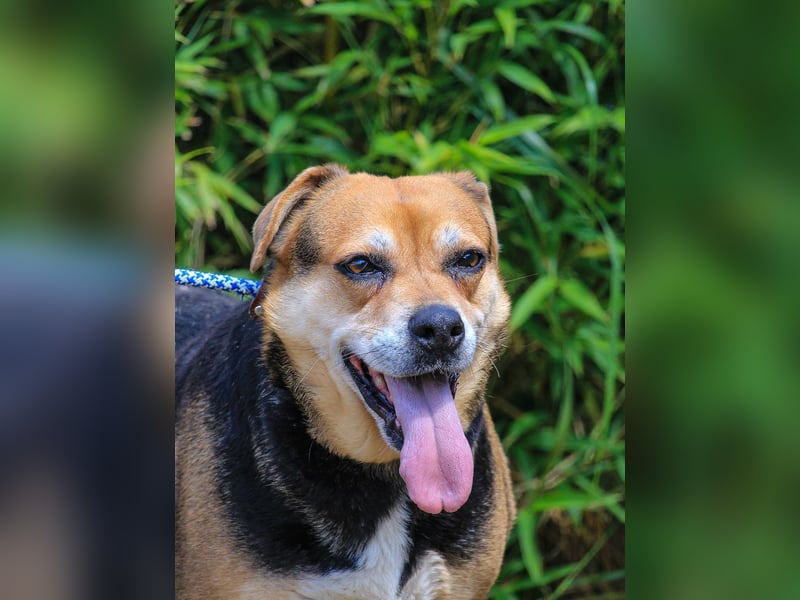 Malika, Schäferhund-Mix, lieb und sozial