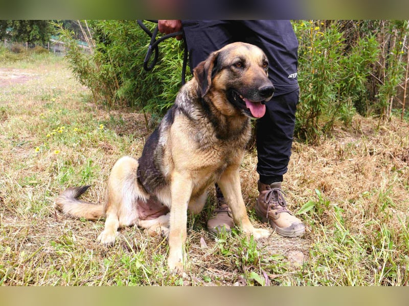 Zita, Schäferhund-Mix, lieb und verträglich  auch mit  Katzen