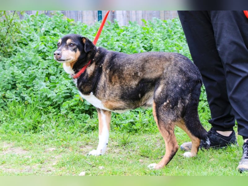 Estrelinha  - Mix Schäferhund / Labrador, lieb und verträglich