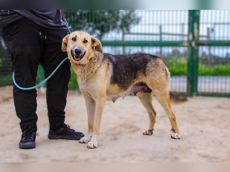 Honey,  Schäferhund-Mix, lieb und sozial