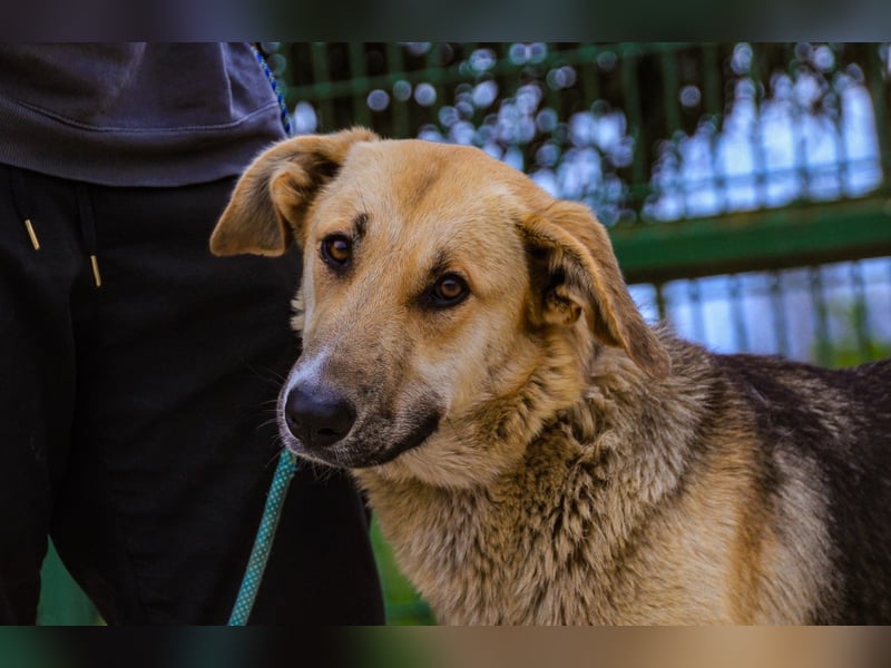 Honey,  Schäferhund-Mix, lieb und sozial