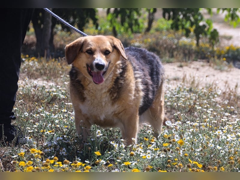 Tieta, Mix Schäferhund / Berner Senne / Collie , lieb und verträglich