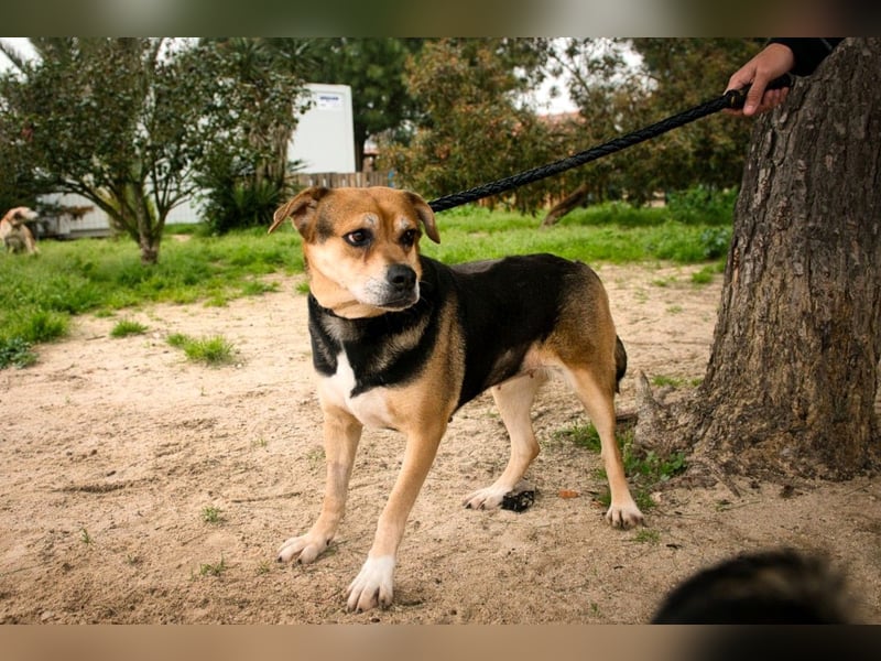 Malika, Schäferhund-Mix, lieb und sozial