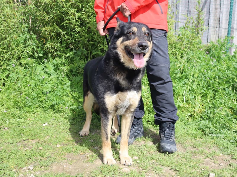 Nana, Mix Schäferhund / Collie, lieb und sozial