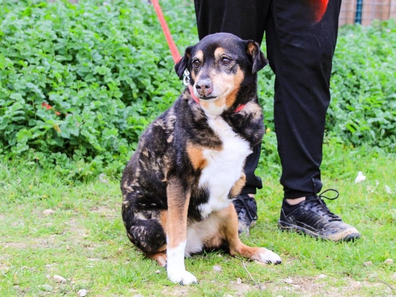 Estrelinha  - Mix Schäferhund / Labrador, lieb und verträglich