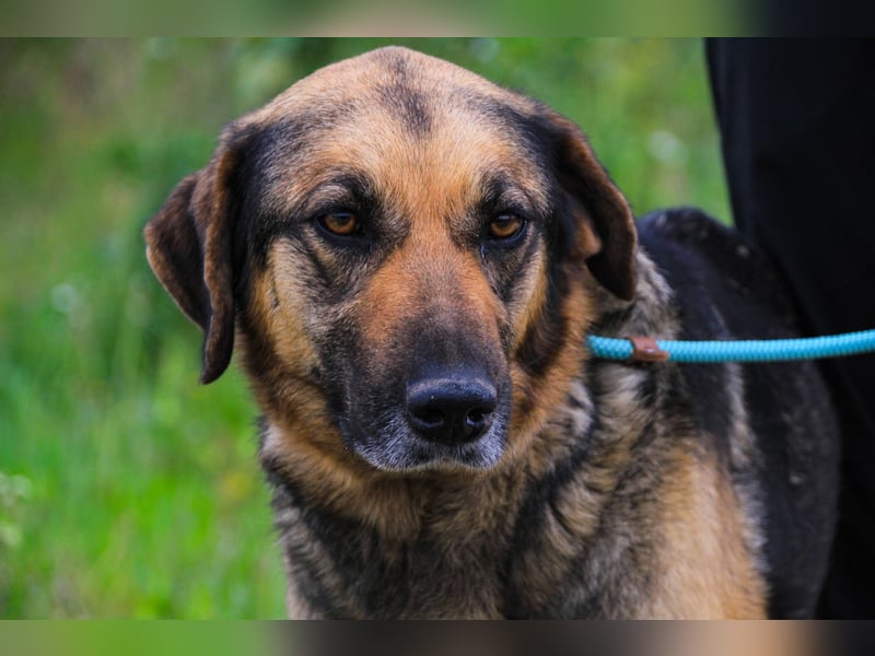 Zita, Schäferhund-Mix, lieb und verträglich  auch mit  Katzen
