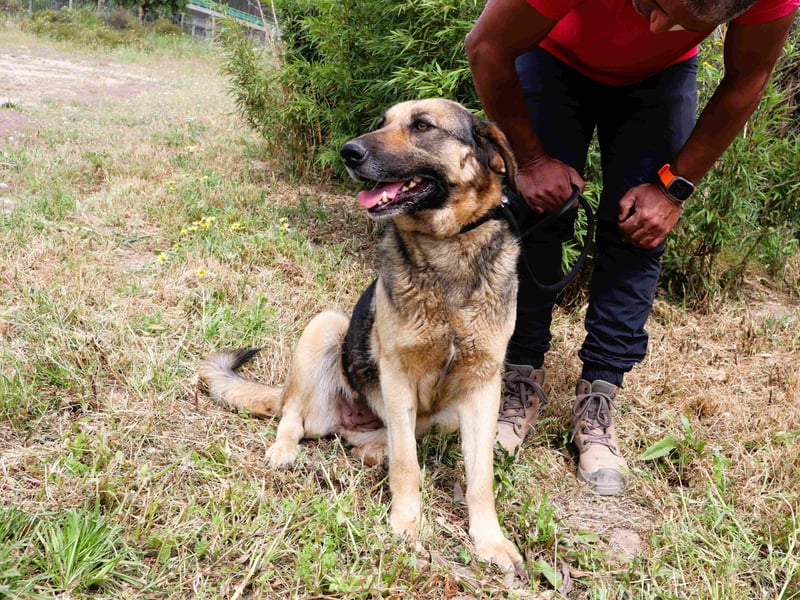 Zita, Schäferhund-Mix, lieb und verträglich  auch mit  Katzen