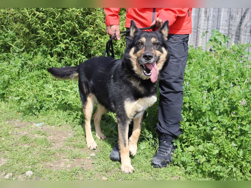 Nana, Mix Schäferhund / Collie, lieb und sozial