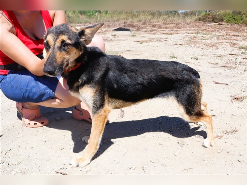 Arielle, Schäferhund-Mix, lieb und verträglich