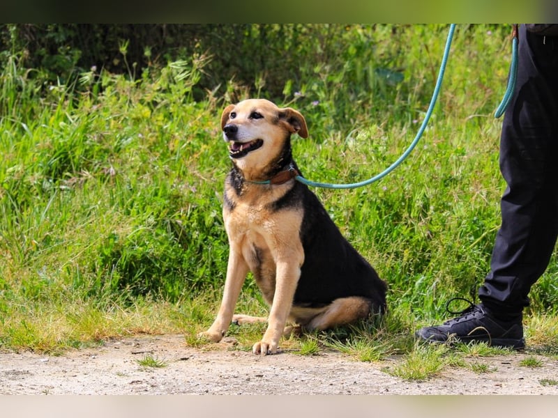 Hazel, Schäferhund-Mix, lieb und sozial
