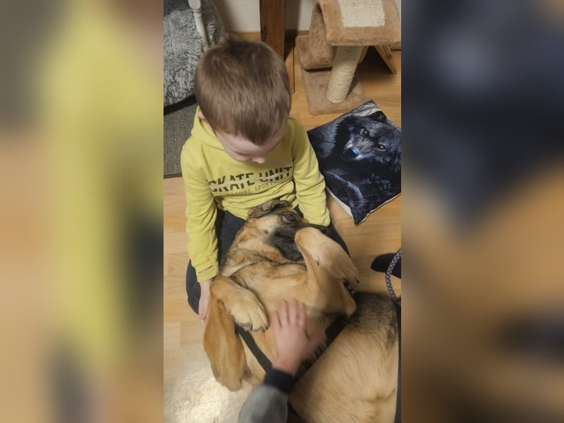 Zita, Schäferhund-Mix, lieb und verträglich  auch mit  Katzen