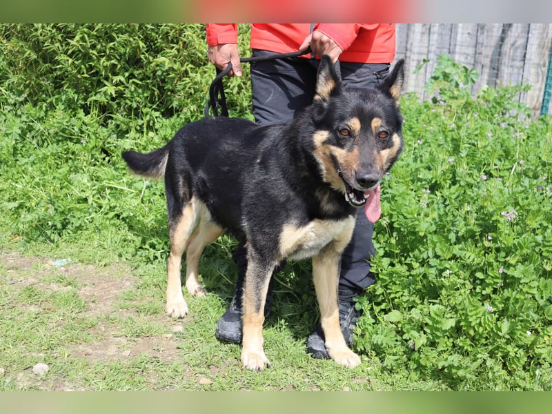 Nana, Mix Schäferhund / Collie, lieb und sozial