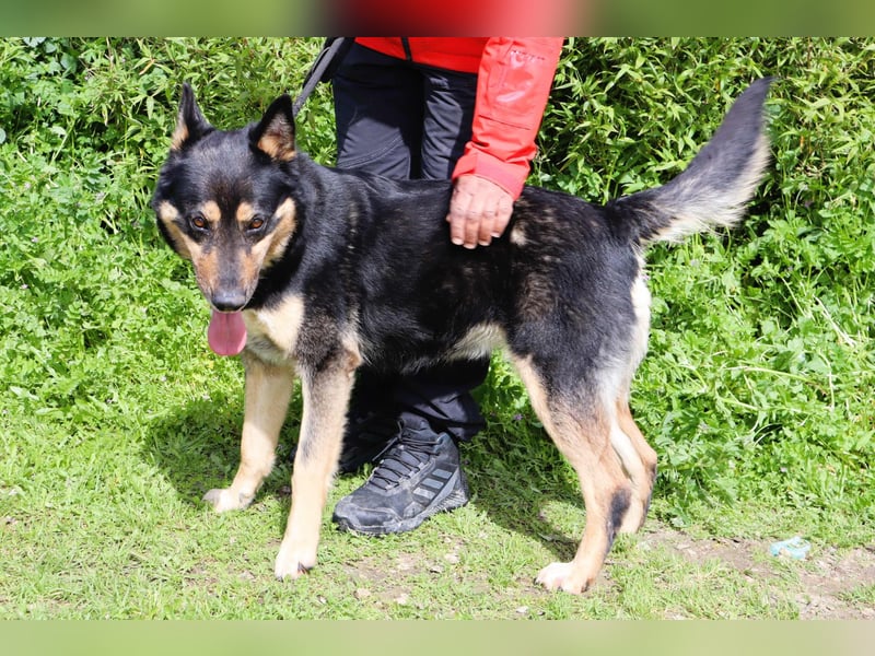 Nana, Mix Schäferhund / Collie, lieb und sozial