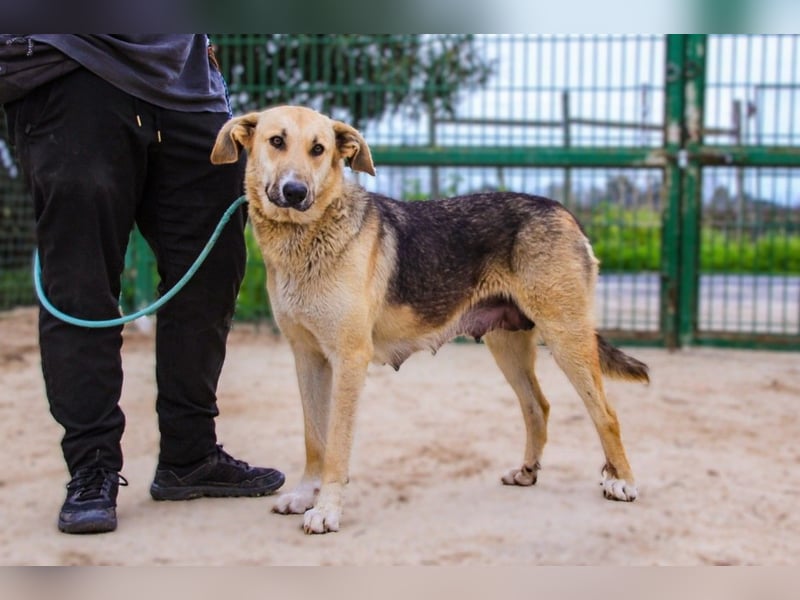 Honey,  Schäferhund-Mix, lieb und sozial
