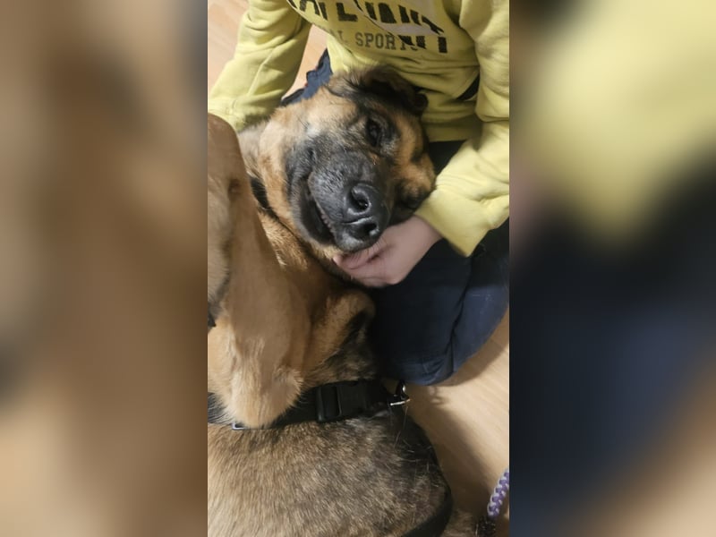 Zita, Schäferhund-Mix, lieb und verträglich  auch mit  Katzen