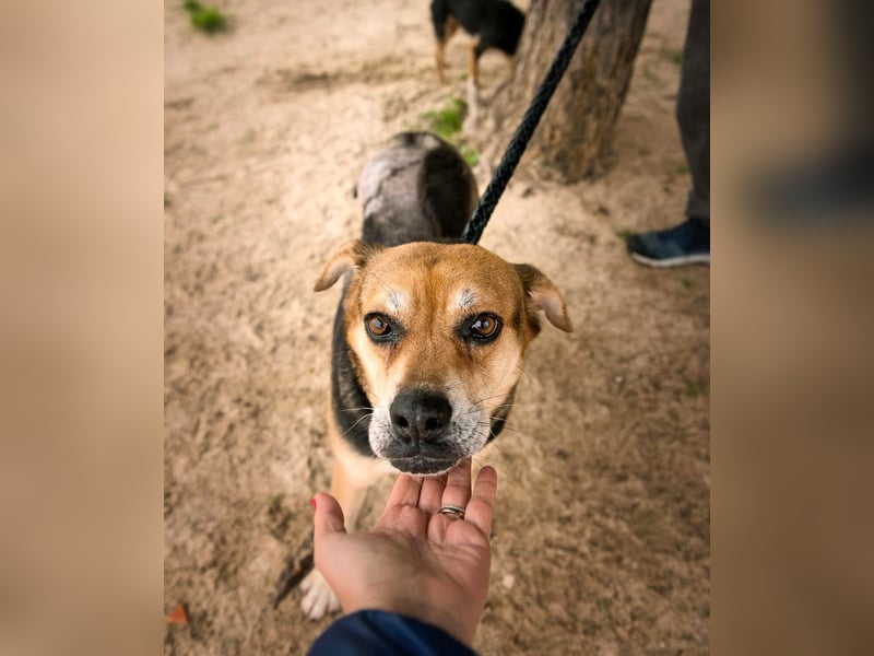 Malika, Schäferhund-Mix, lieb und sozial