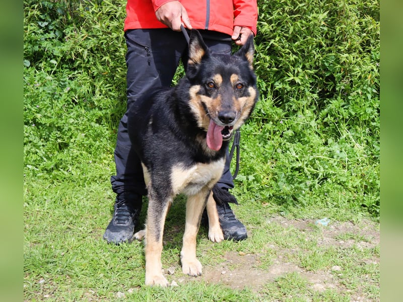Nana, Mix Schäferhund / Collie, lieb und sozial