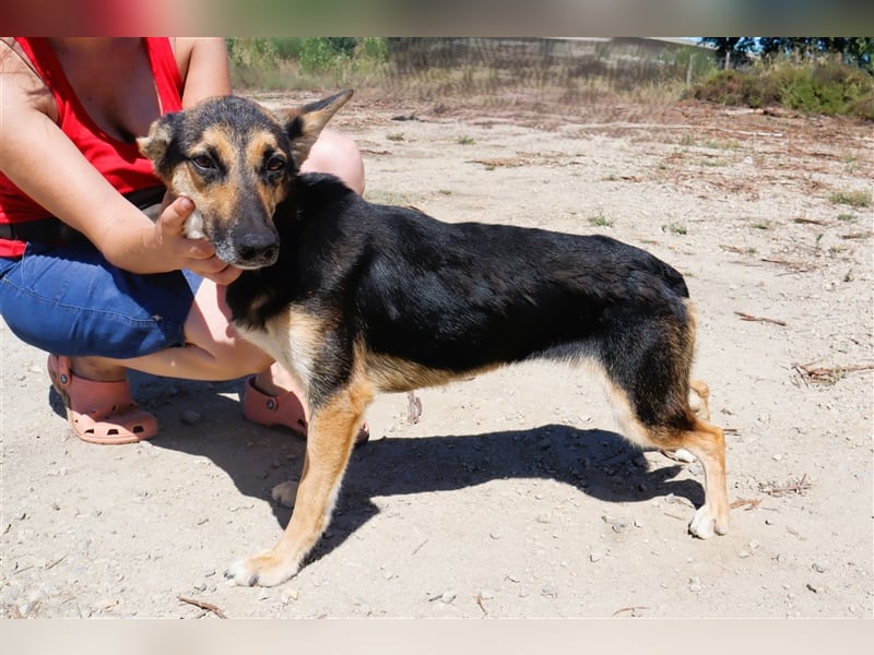 Arielle, Schäferhund-Mix, lieb und verträglich