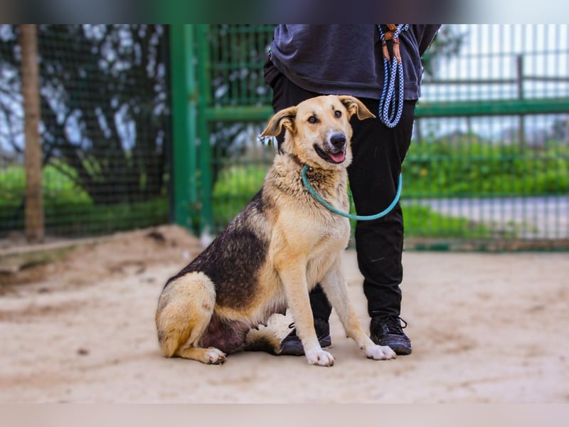Honey,  Schäferhund-Mix, lieb und sozial