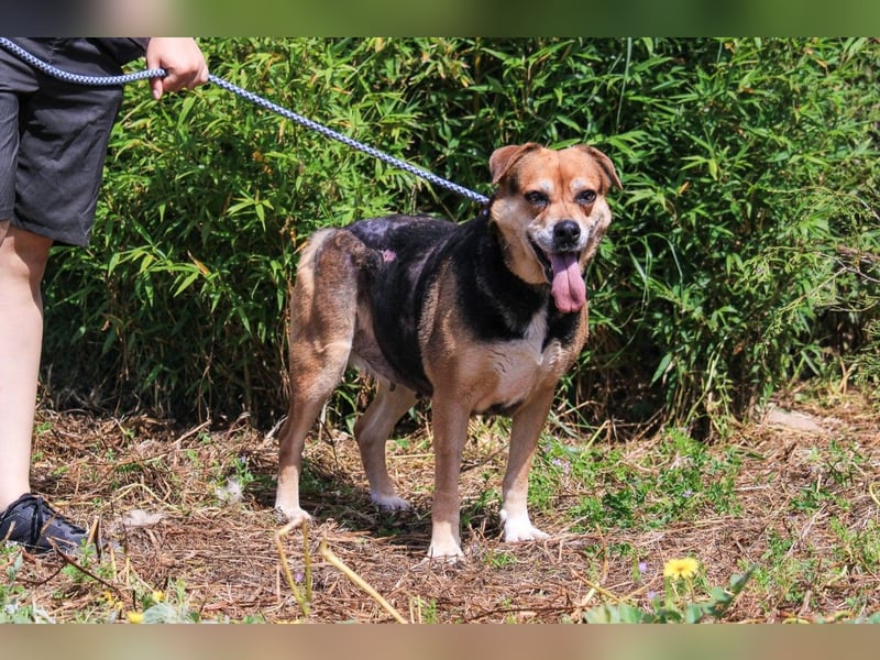 Malika, Schäferhund-Mix, lieb und sozial