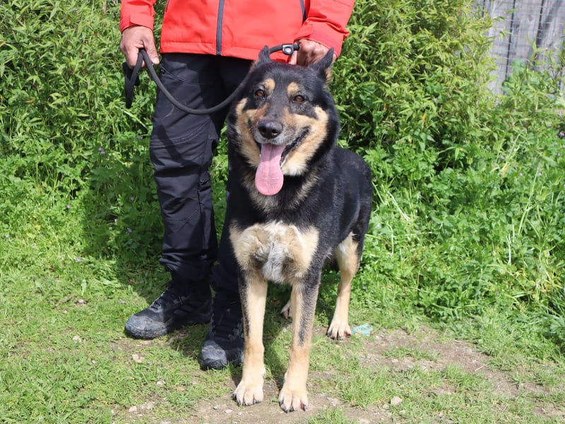 Nana, Mix Schäferhund / Collie, lieb und sozial