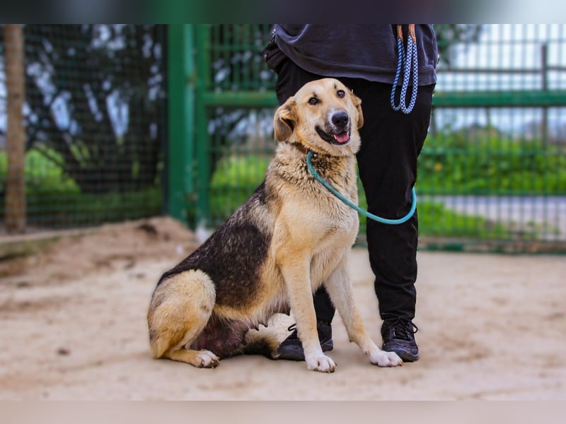Honey,  Schäferhund-Mix, lieb und sozial