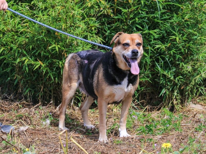 Malika, Schäferhund-Mix, lieb und sozial