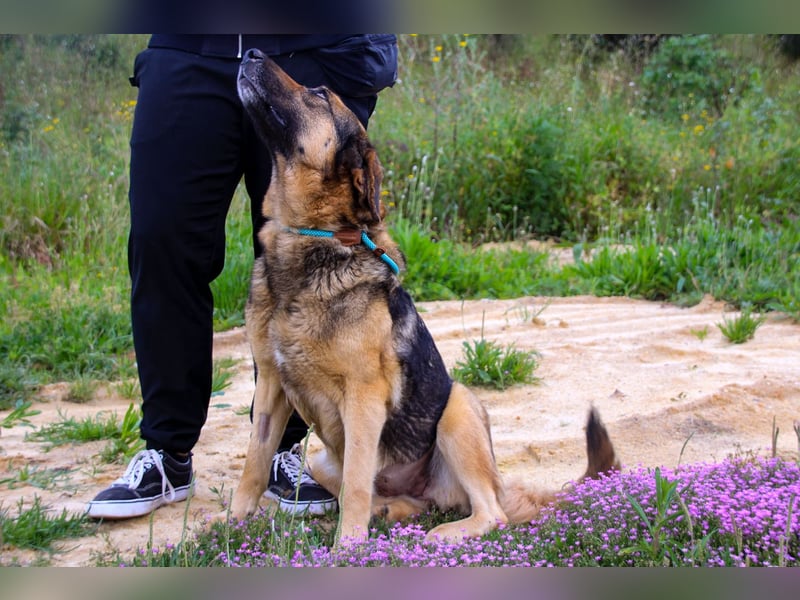 Zita, Schäferhund-Mix, lieb und verträglich  auch mit  Katzen
