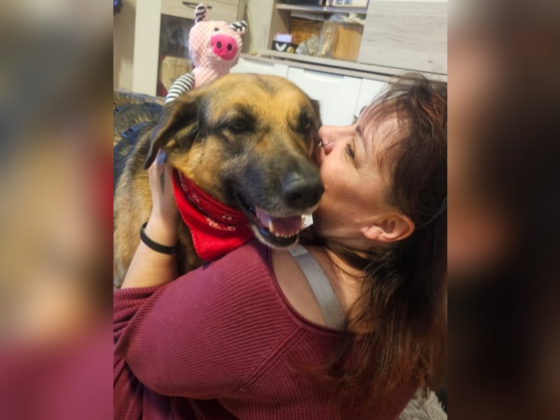 Zita, Schäferhund-Mix, lieb und verträglich  auch mit  Katzen