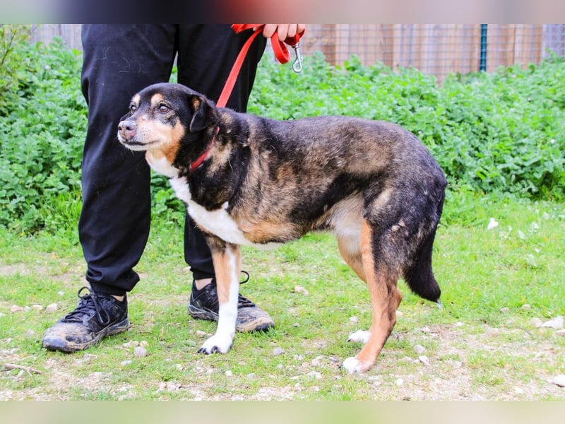 Estrelinha  - Mix Schäferhund / Labrador, lieb und verträglich