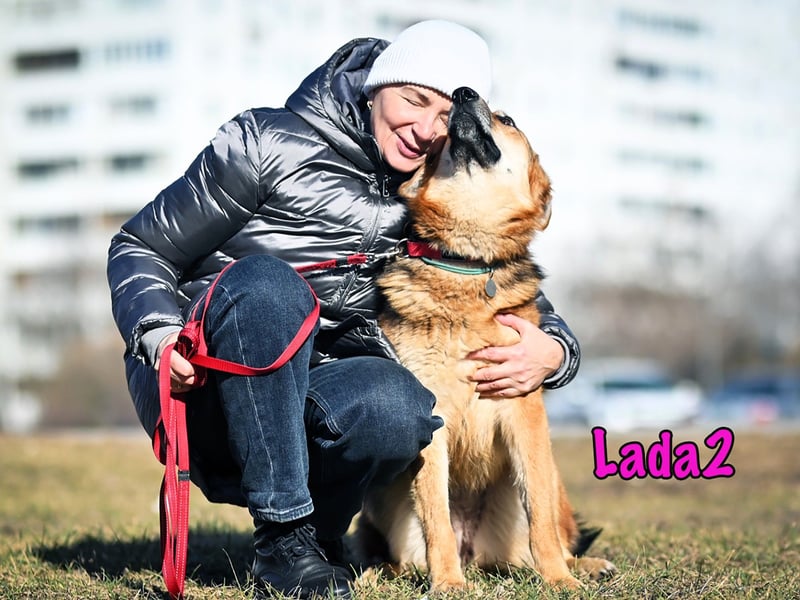 Lada2 10/2023 - ausgeglichene und gehorsame, traumhafte Hündin!