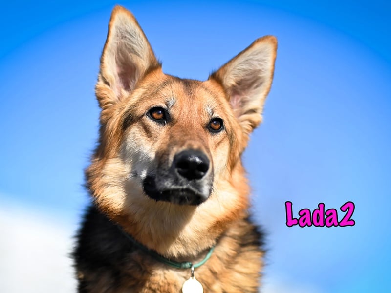 Lada2 10/2023 - ausgeglichene und gehorsame, traumhafte Hündin!